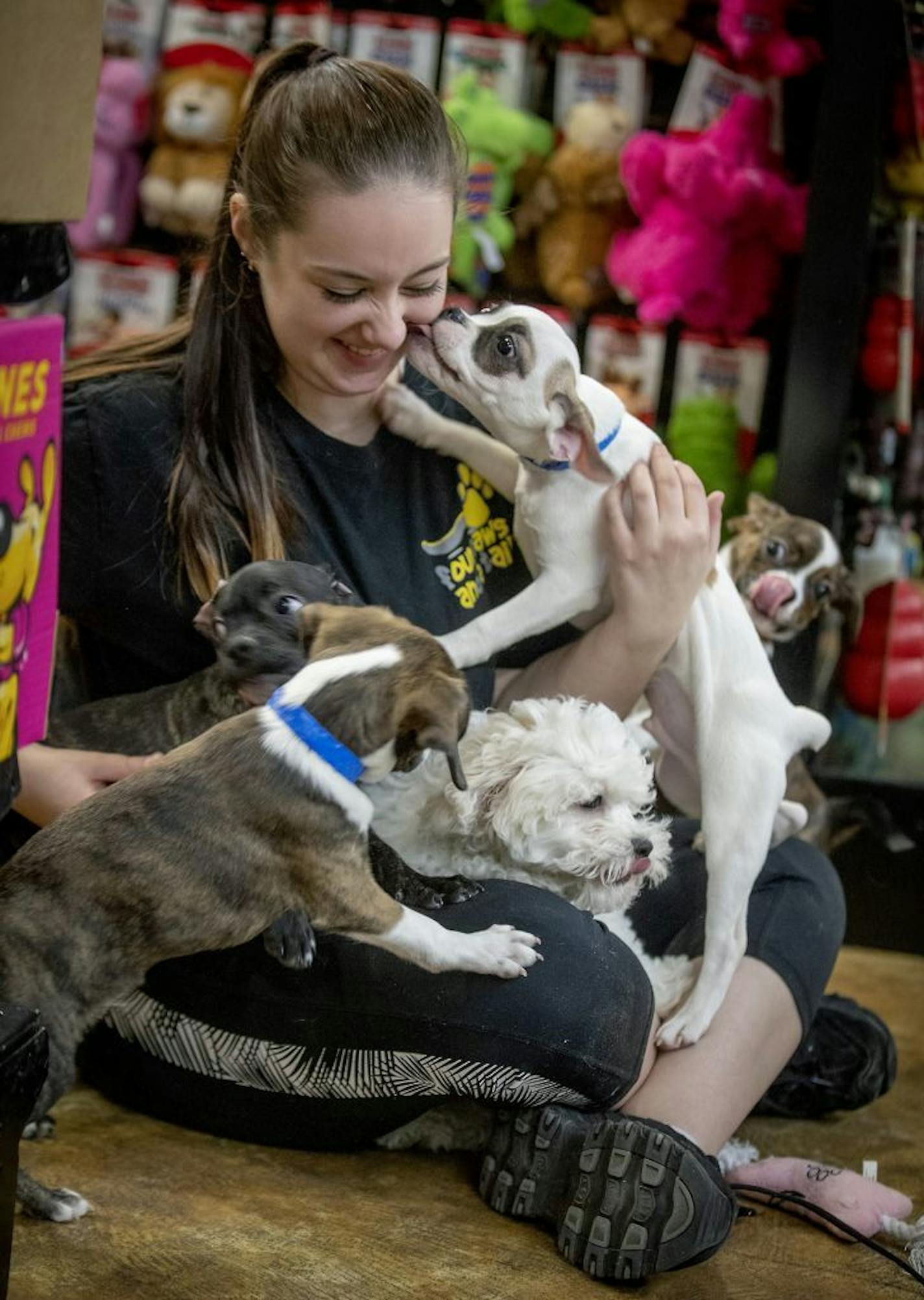 Emily Anderson, who drives everyday from St. Cloud to work at Four Paws and a Tail, played with the puppies so that they could get exercise in before the shop opened in the Northtown Mall, Tuesday, January 9, 2019 in Blaine, MN.