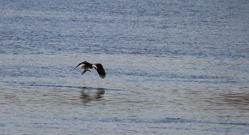 A bald eagle flew off with a mallard duck in its talons after diving into the waters of the Mississippi River. Waterfowl like ducks are a potential source of infection for raptors like eagles.