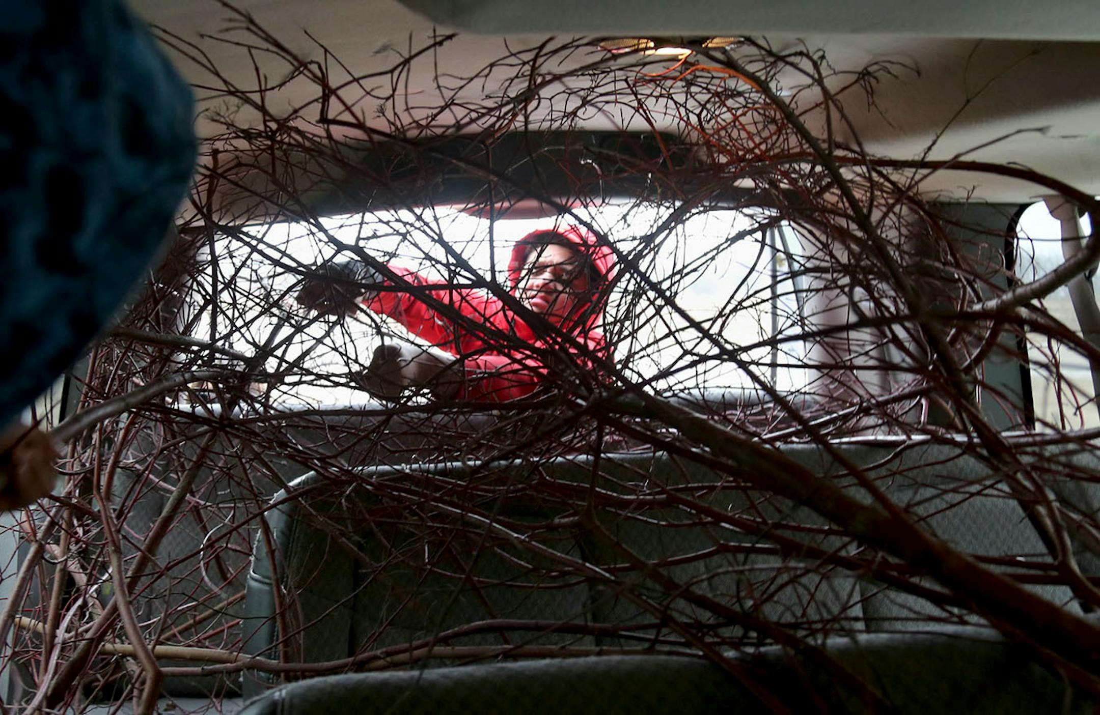 ower Sioux Community member Elijah Walker, 14, loads red willow limbs into a community van.