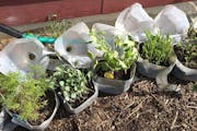 Winter sowing allows gardeners to start transplants from seeds outdoors by repurposing milk jugs or two-liter soda bottles.  