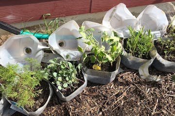 Winter sowing allows gardeners to start transplants from seeds outdoors by repurposing milk jugs or two-liter soda bottles.  