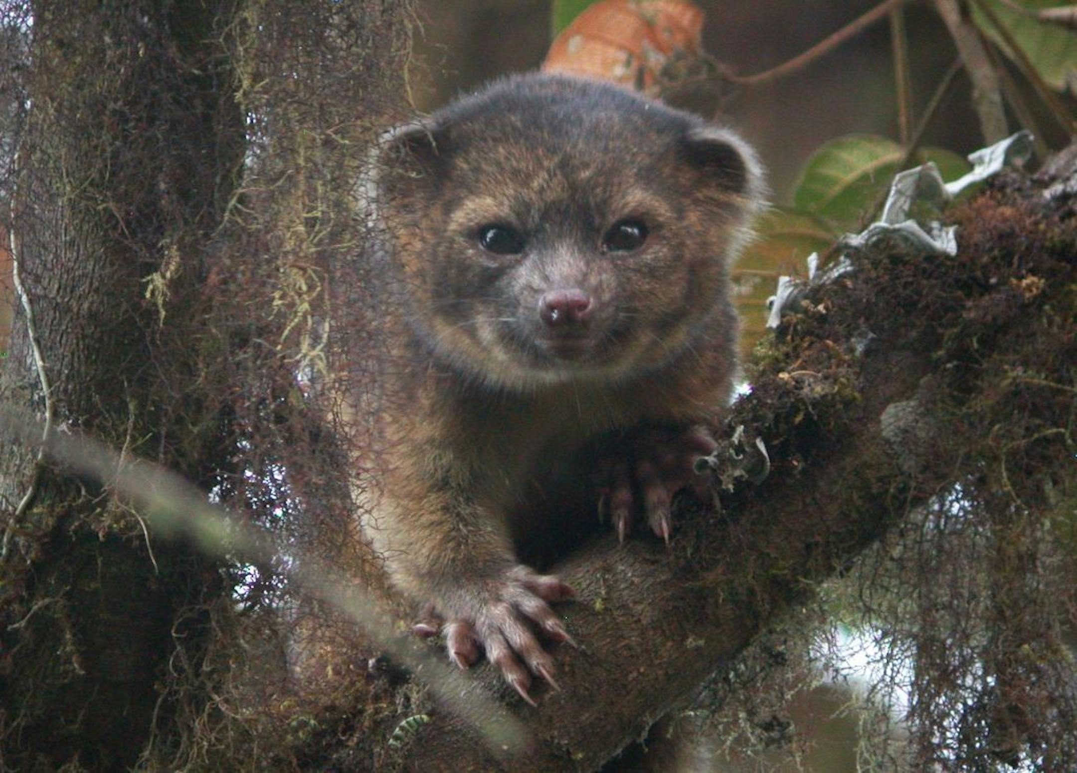 This undated handout photo provided by Mark Gurney shows a olinguito, a newly discovered mammal.