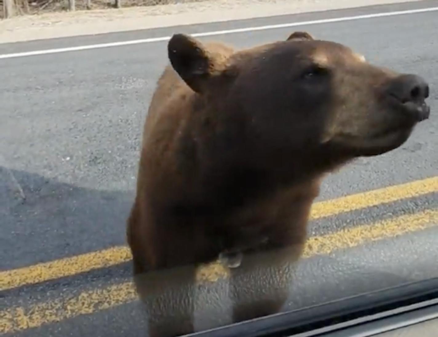 A black bear approached the car of wildlife biologist Alexander Aman in Redby, Minn.