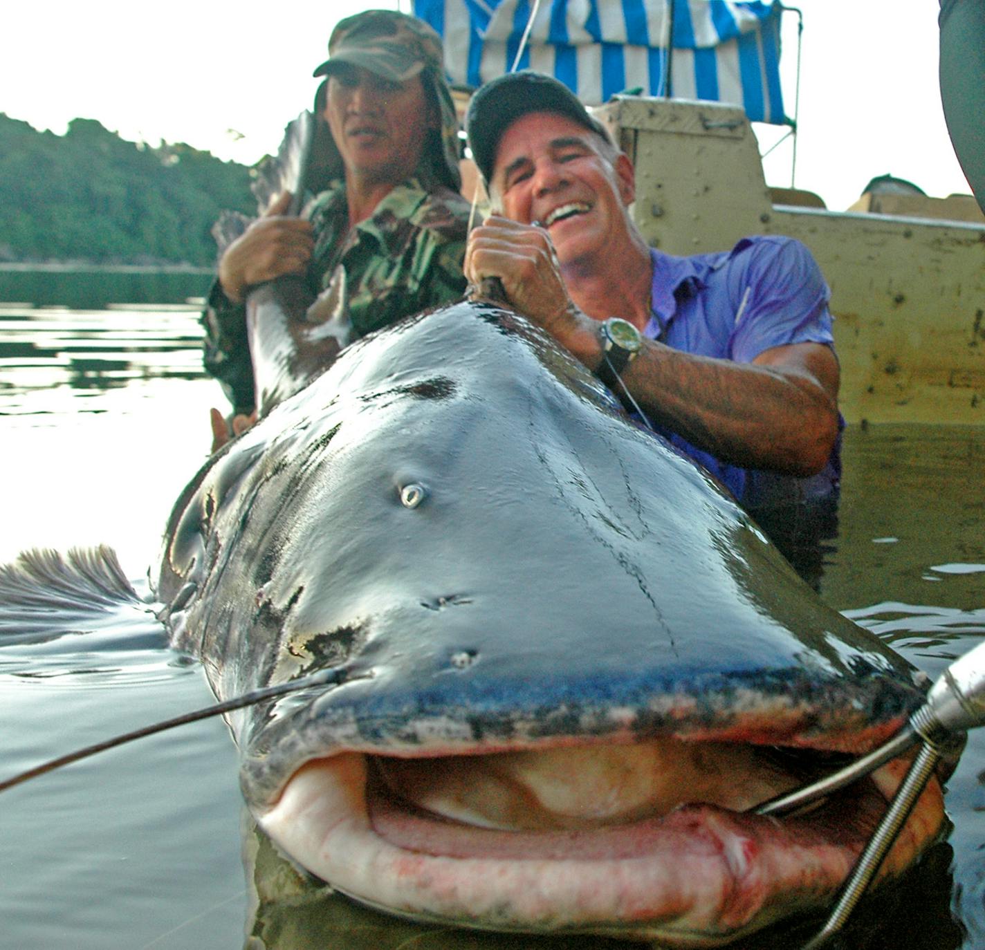 For Minnesota angler and TV host of "The Hunt for Big Fish,'' Larry Dahlberg, foreground, the catches don't get much bigger and uglier than this 8.5-foot rievr catfish he landed in Suriname, South America.