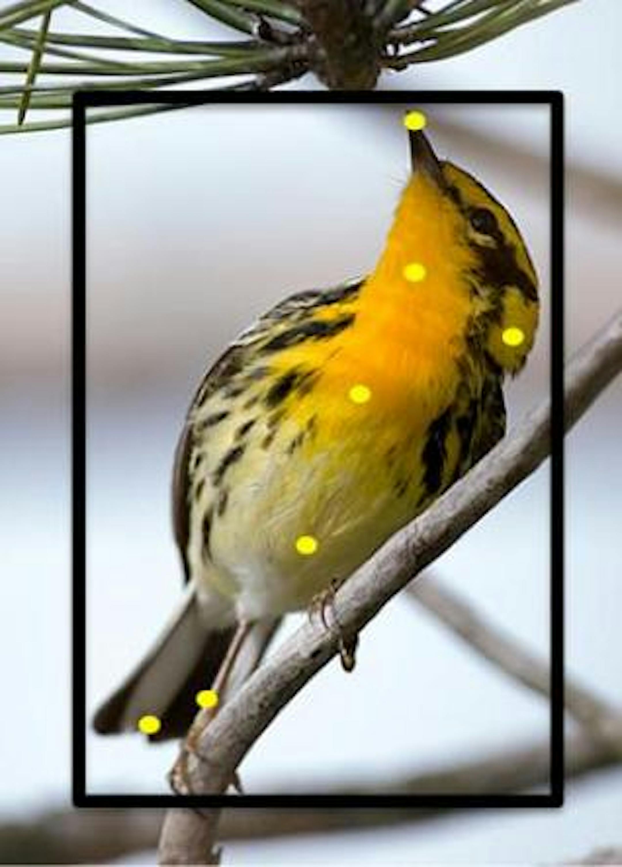 Users helped train Merlin to recognize 400 bird species including Blackburnian warbler, shown here, by clicking on parts of the birds. Illustrates BIRDS (category a), by Elahe Izadi (c) 2015, The Washington Post. Moved Monday, June 8, 2015. (MUST CREDIT: Cornell University.)