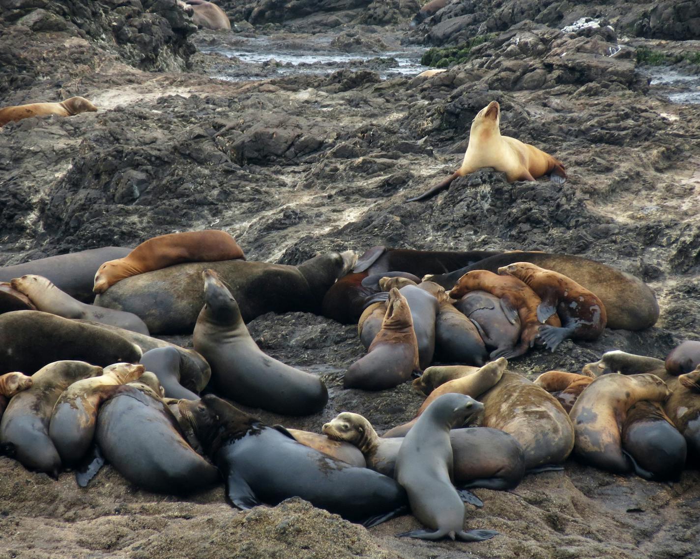 Sea lions tend to be social, piling up by the score on a rock island to sleep and catch the sun.