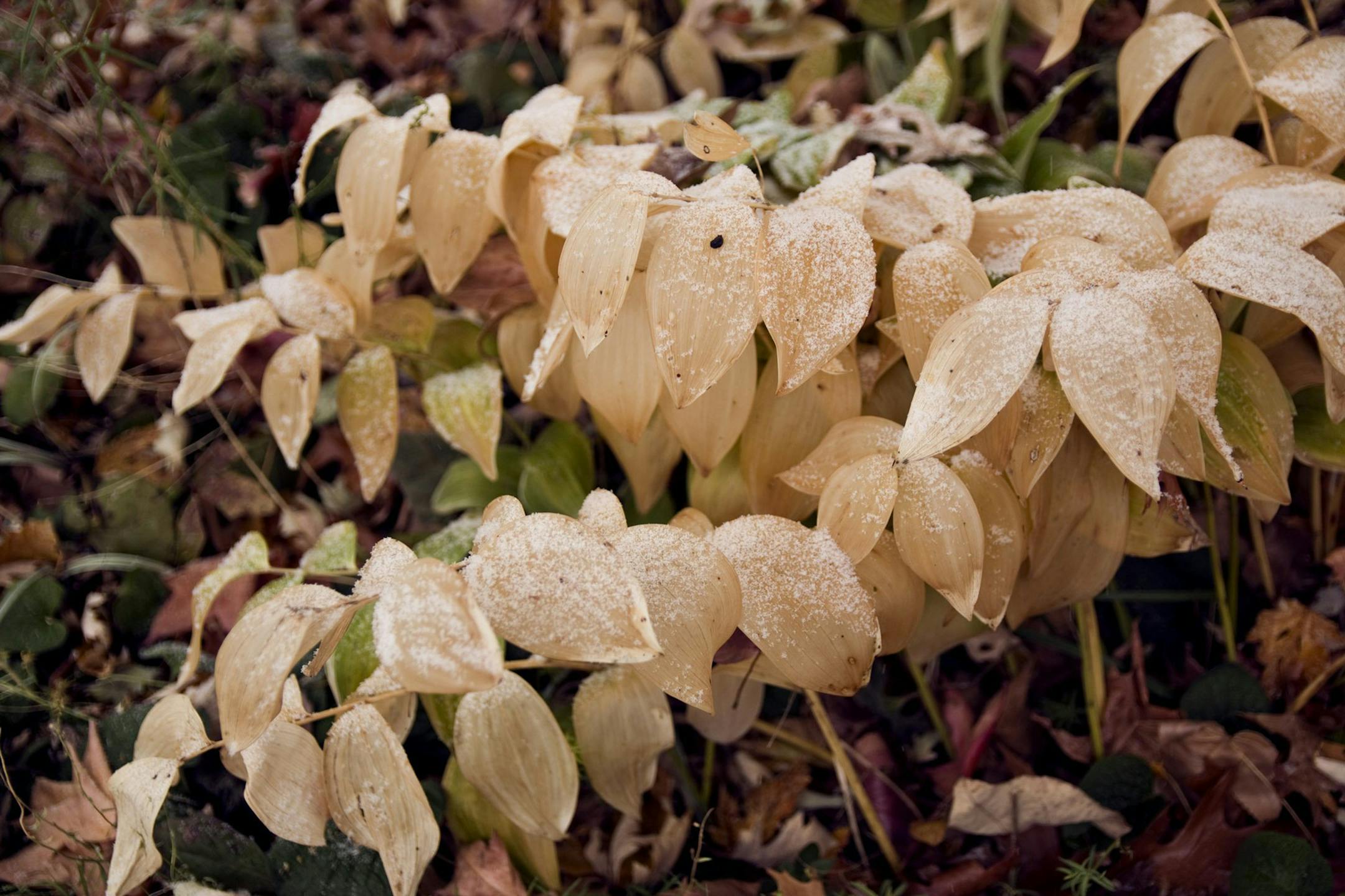 A dusting of mid-November snow covers the late-season foliage of Solomon's seal. (Fred Ortlip/St. Louis Post-Dispatch/TNS)