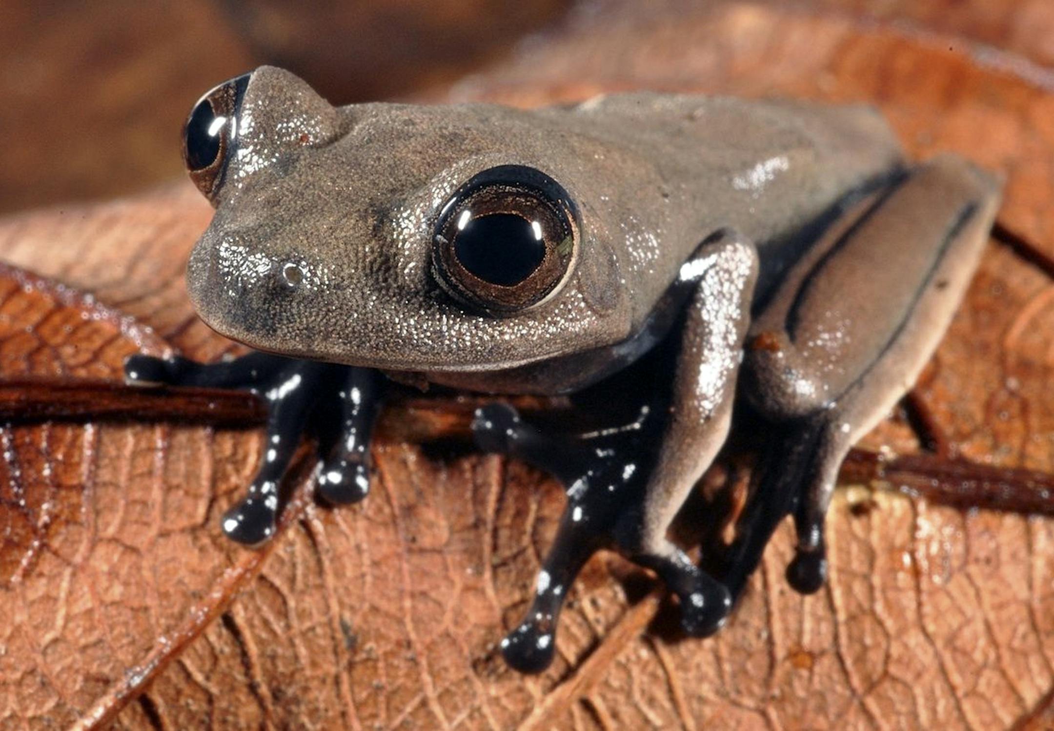 In this handout photo released by Conservation International on Thursday, Oct. 3, 2013, a sleek chocolate-colored frog dubbed the “cocoa frog,” that may be new to science, is seen in Suriname. Biologists with the U.S.-based Conservation International say six frogs, 11 fish and numerous insects found in remote sections of Surinameís rain forest are among 60 creatures that may be new species. (AP Photo/Conservation International, Stuart V. Nielsen) ORG XMIT: MIN2013101112152930