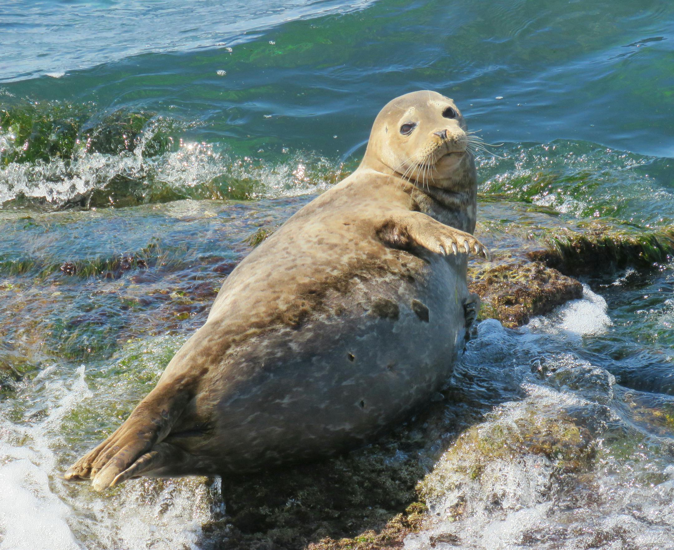 A seal soaks up the sun along the La Jolla coast. Photo by Lisa Meyers McClintick; special to the Star Tribune