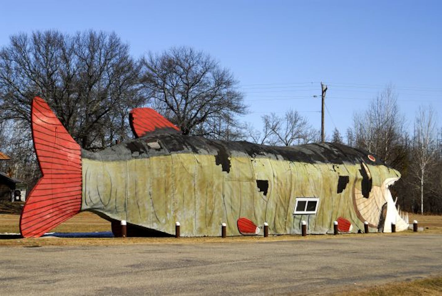 Bena's Big Fish: Originally called the Big Muskie Drive-In in the 1950s, the 65-foot-long fish once served hamburgers and ice cream on County Road 2 about 30 miles east of Bemidji.