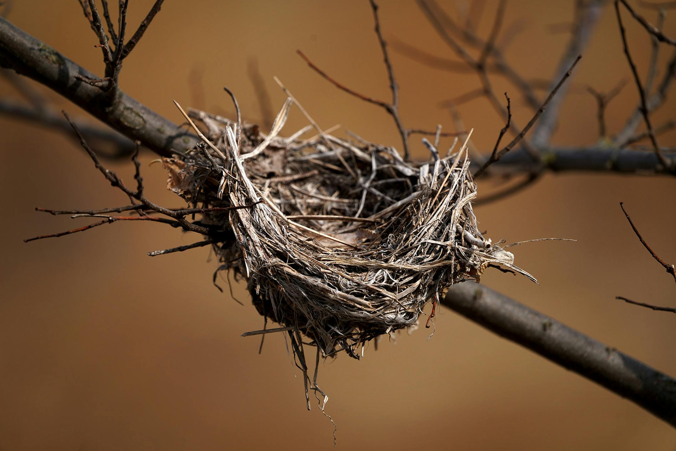 Early spring reveals hidden treasure that is normally camouflaged by leaves after green-up. This nest was found along a trail at Whitetail Woods Regional Park in Dakota County.