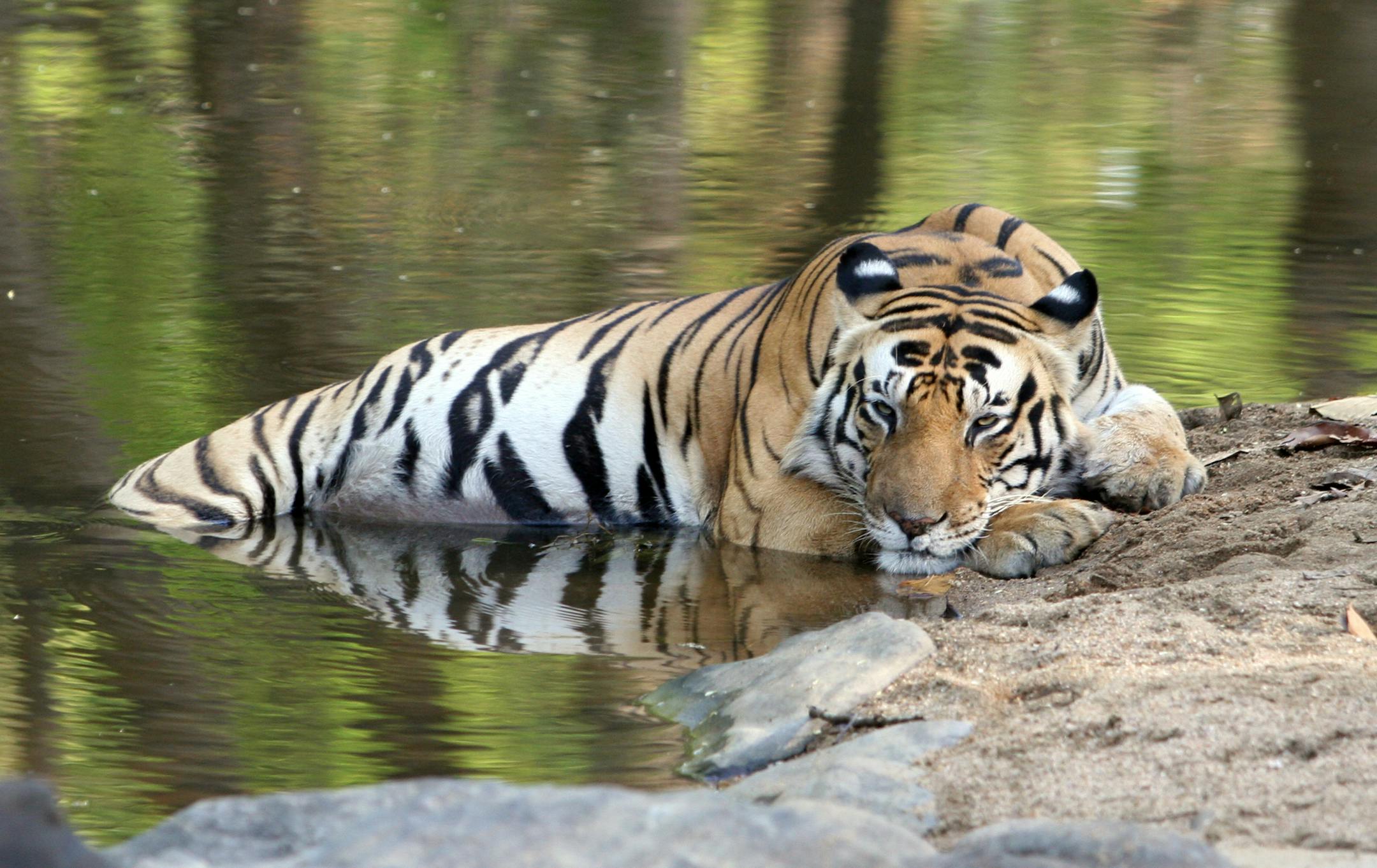 14. A Royal Bengal Tiger, one of only about 1800 surviving in the wild. At one time, Royal Bengal Tigers were thought to be limitless, and were killed indiscriminately for sport. Now they are endangered by poaching.Photo by Amrish Kumar.