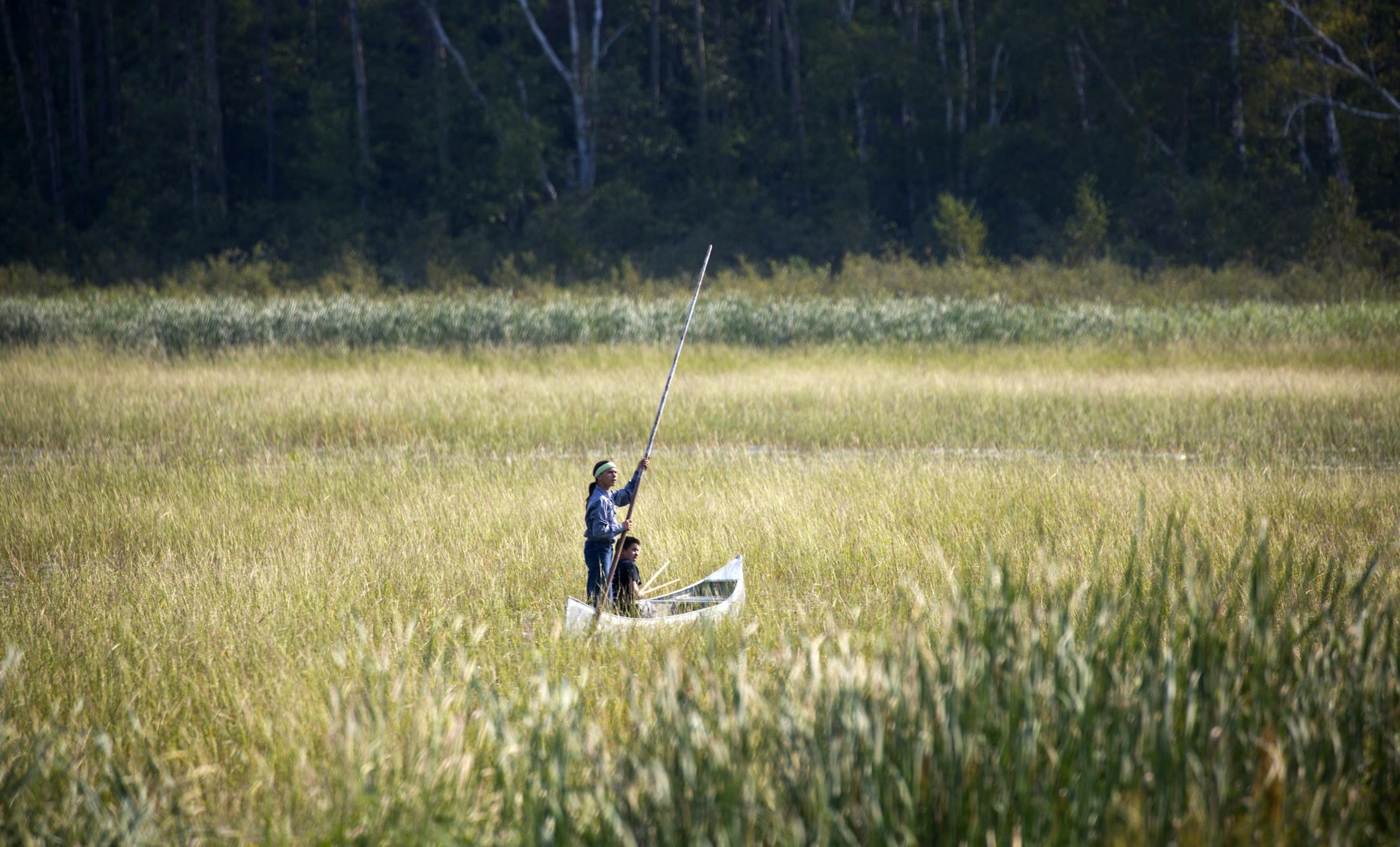 The next generation of Native American wild rice harvesters, Aaron Thompson, 15 and Will Gagnon, 16, harvest wild rice on Hole In The Day Lake south of Nisswa Friday morning. As of 1:00 PM the DNR had not given any citations the the group.