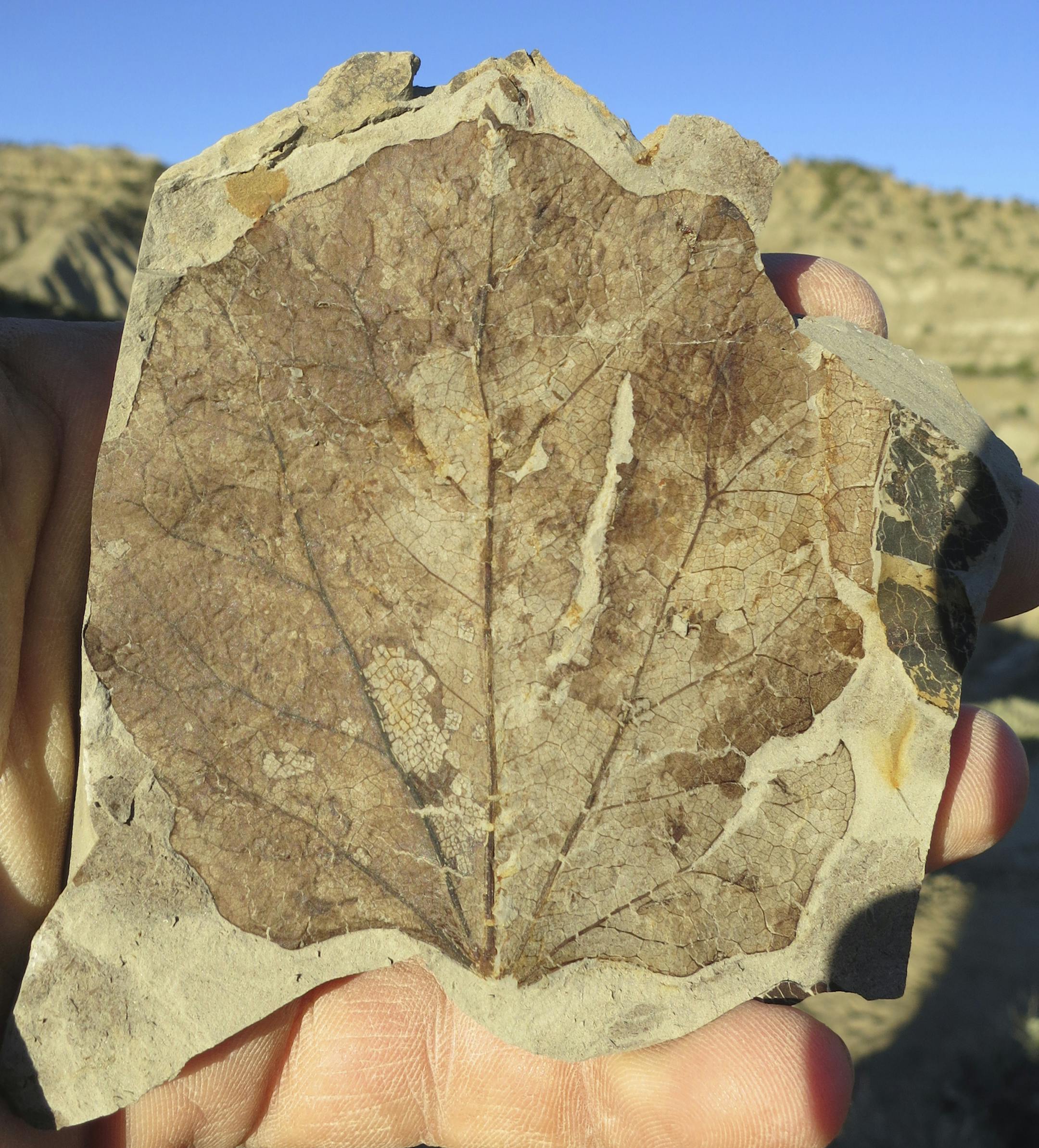 An undated handout photo of plant specimens collected in the Kaiparowits Plateau. The craggy Kaiparowits Plateau, part of the Grand Staircase-Escalante National Monument, was once a steamy forest and a stomping ground for odd beasts. (Denver Museum of Nature & Science via The New York Times) -- NO SALES; FOR EDITORIAL USE ONLY WITH STORY SLUGGED SCI DINOSAUR DISCOVERIES BY JENNIFER PINKOWSKI. ALL OTHER USE PROHIBITED.