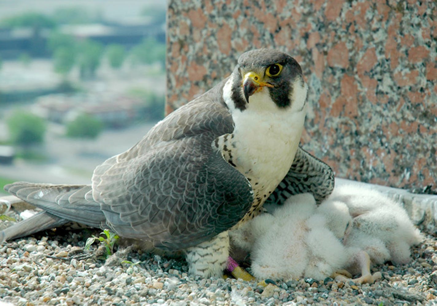 A peregrine falcon perched on its nest with its white fuzzy hatchlings beneath it.