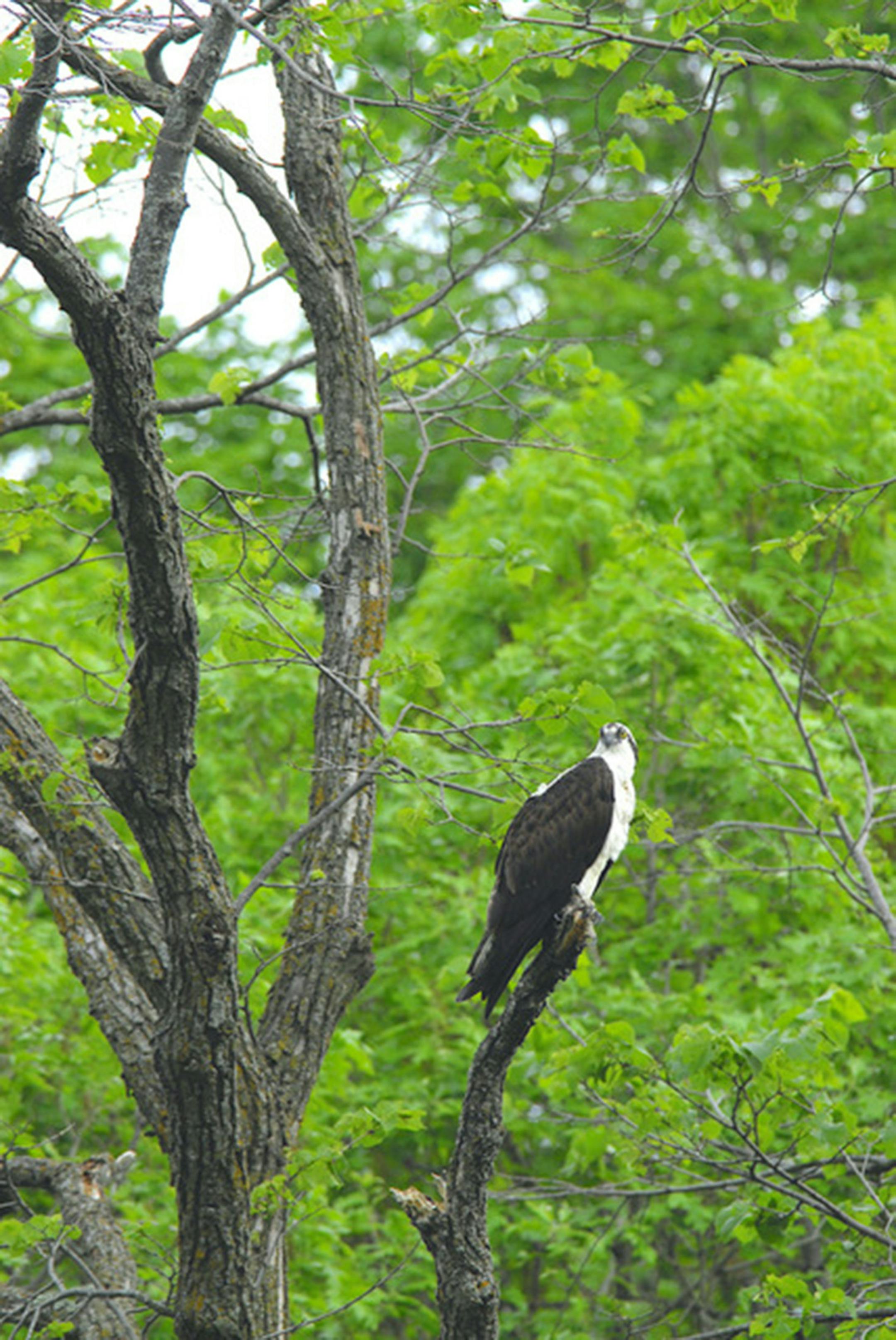 Osprey perched