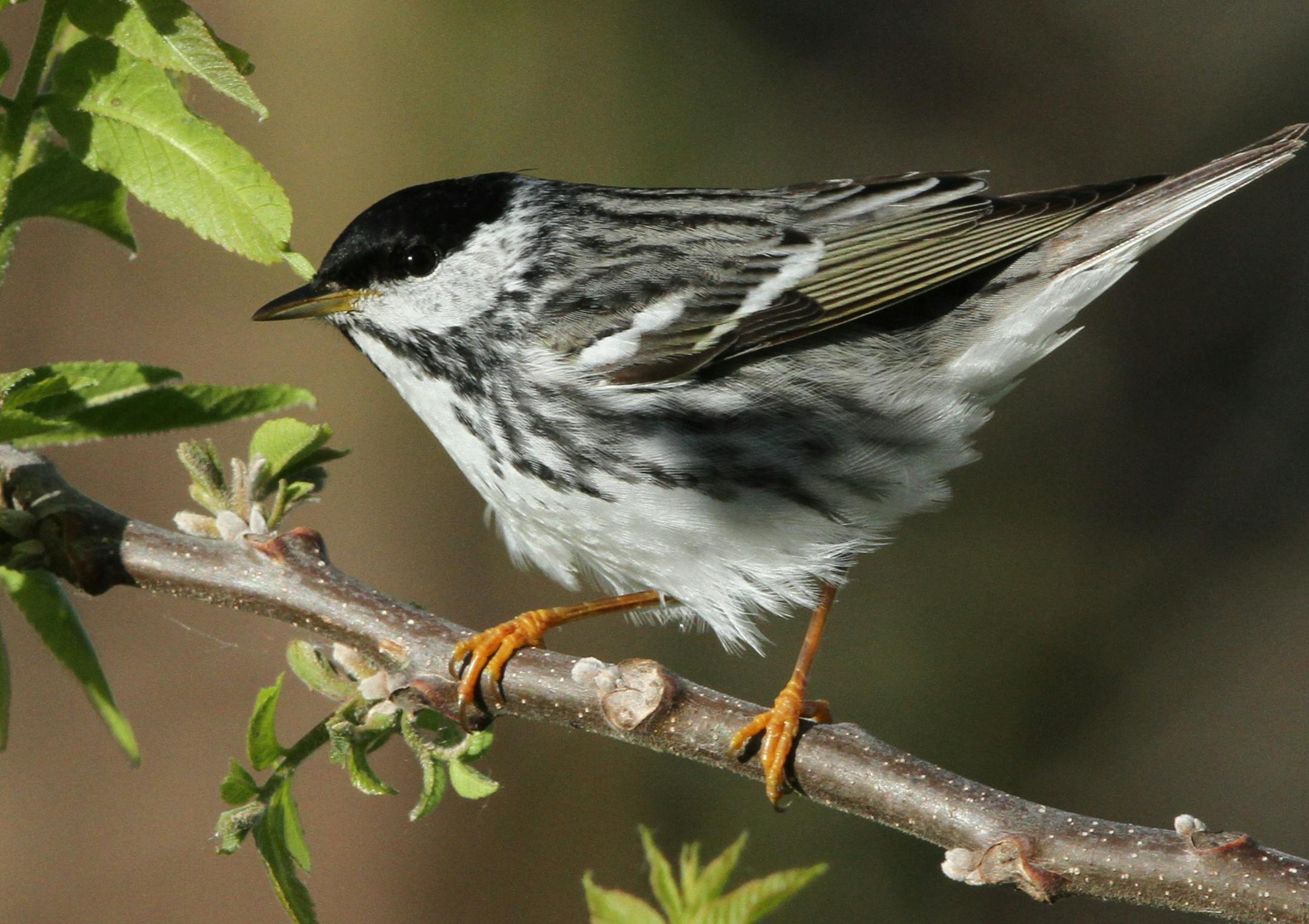 Caption: Photo by Don Severson A quick glance might mistake this black and white bird for a chickadee, but instead it&#xed;s a blackpoll warbler, traveling faster and farther than almost all other migratory birds.