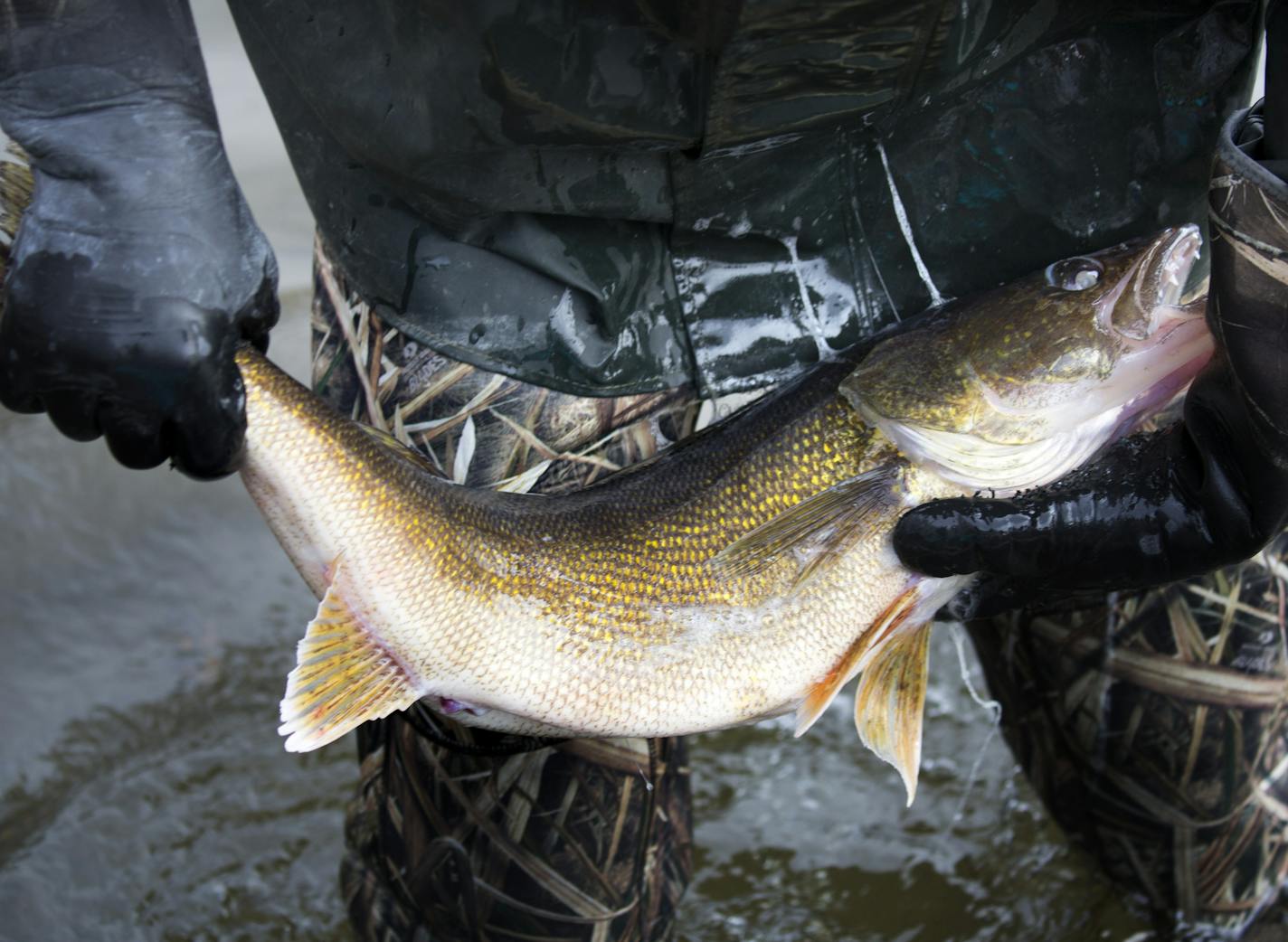 FILE: DNR fisheries biologists were out netting both male and female walleyes on Mille Lacs in April.