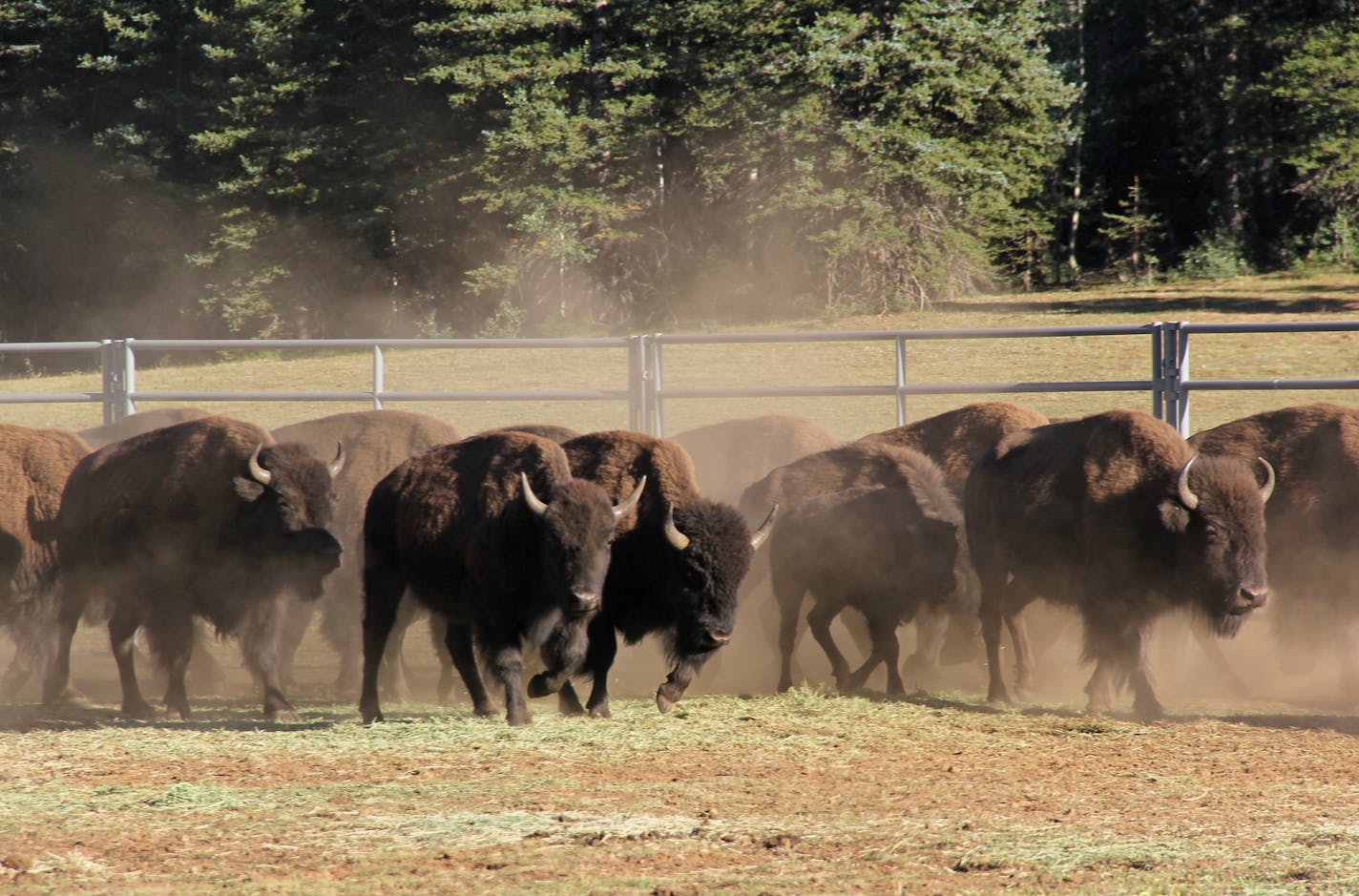 FILE - In this Sept. 13, 2019, file photo, provided by the National Park Service, bison enter a corral on the North Rim of Grand Canyon National Park, Ariz. The National Park Service is opening a rare opportunity for skilled volunteers to help reduce the population of bison that are roaming the far reaches of Arizona. Thousands of people are expected to apply for one of 12 spots to lethally remove bison later this year at Grand Canyon National Park. (Bryan Maul/National Park Service via AP, File)