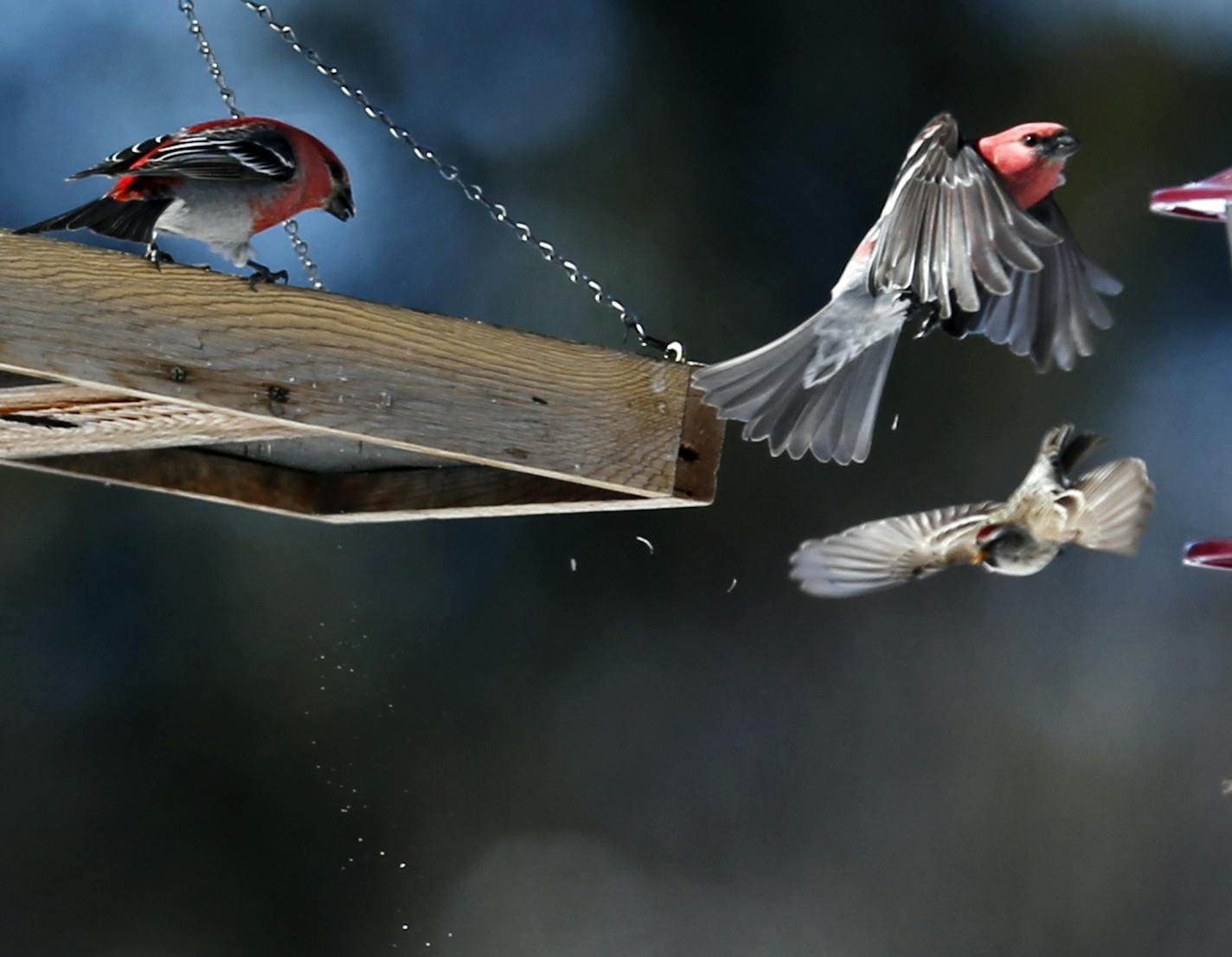 A pair of bright red male pine grosbeaks are seen at a bird feeding station in Sax-Zim Bog during the Sax-Zim Winter Birding Festival Saturday, Feb. 16, 2013, at the Sax-Zim Bog in Meadowlands, MN.] (DAVID JOLES/STARTRIBUNE) djoles@startribune.com Every mid-February, bird watchers from around the country -- and even a few from overseas -- gather before dawn in a frozen bog in northern Minnesota for the Sax-Zim Winter Birding Festival. Bundled in every piece of warm clothing they own and facing f