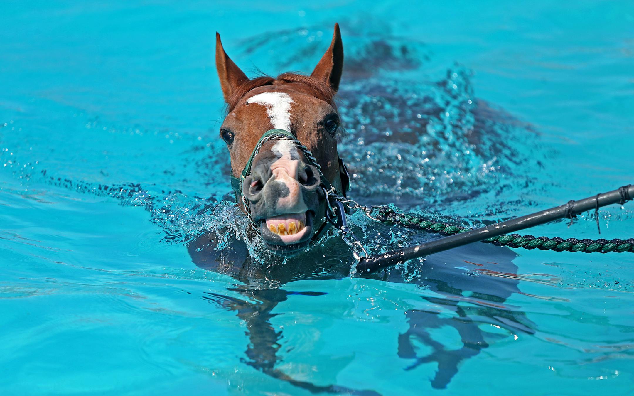 Jose Ladesma led a horse around the pool at Canterbury Park, Wednesday, July 3, 2013 in Shakopee, MN. Shakopee is one of two racing tracks that have a lap pool for horses. (ELIZABETH FLORES/STAR TRIBUNE) ELIZABETH FLORES &#x2022; eflores@startribune.com