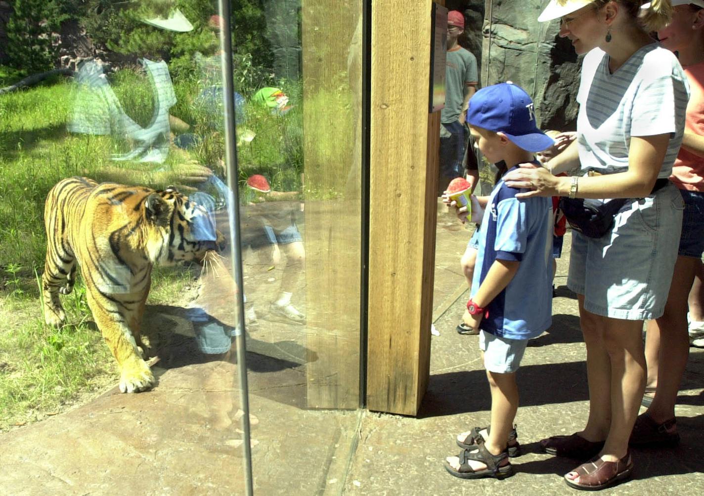 The fencing around the Minnesota Zoo's tiger exhibit is 18 feet high. If a tiger should escape, the zoo's "shoot team" is under orders to kill it.