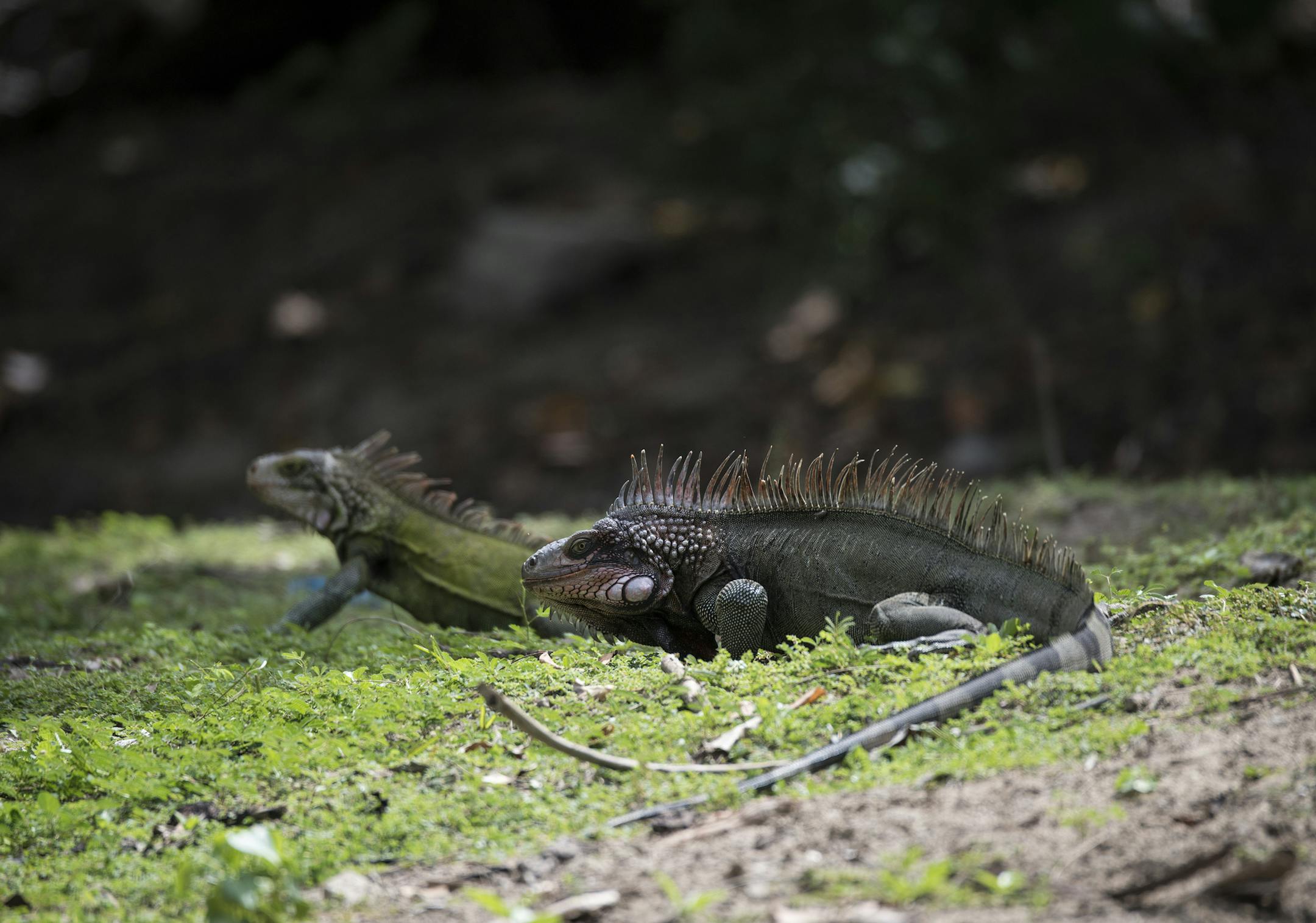 Iguanas hang out on Flamenco Beach. Photo by Peter Pauley ï Special to the Star Tribune