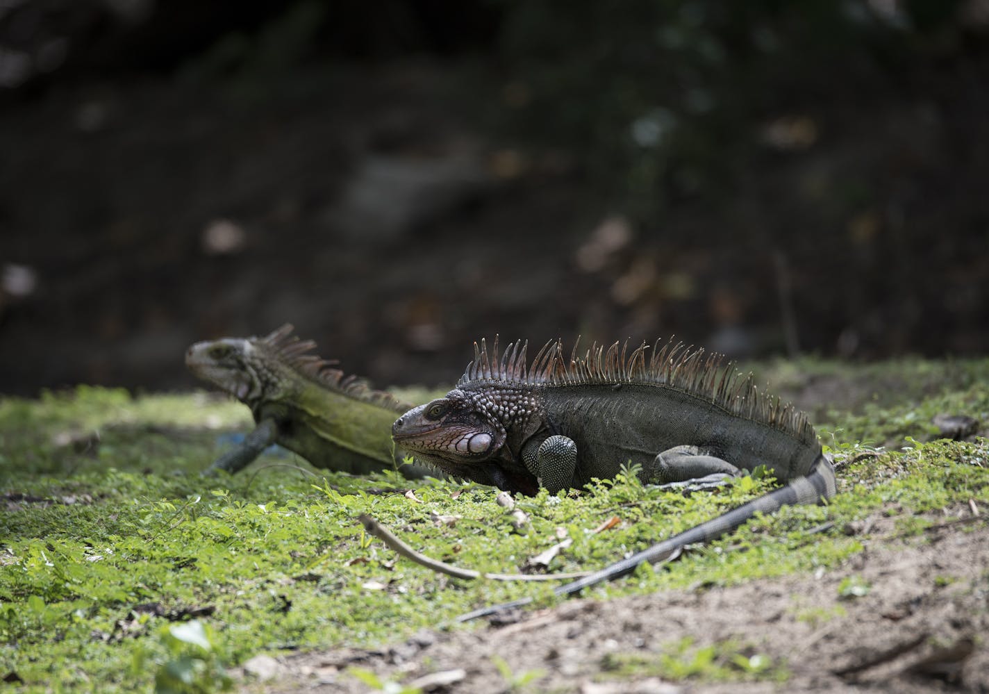 Iguanas hang out on Flamenco Beach. Photo by Peter Pauley &#xef; Special to the Star Tribune