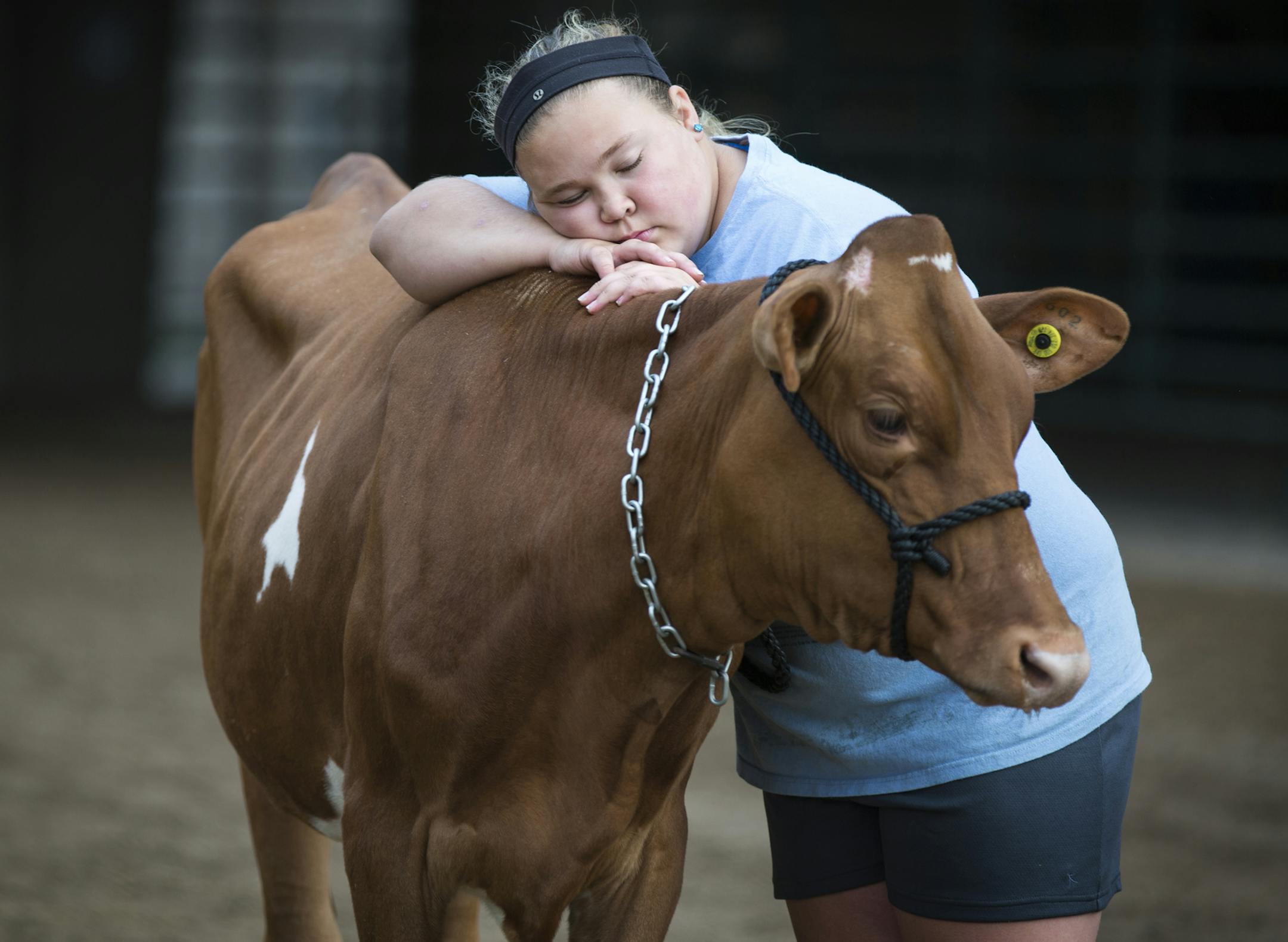 Bailey Rysavy, 12, of Owatonna rests for a moment on her friend's Gurney cow while waiting in line to wash the cow on the opening day of the Minnesota State Fair in Falcon Heights on Thursday, August 27, 2015. ] LEILA NAVIDI leila.navidi@startribune.com /
