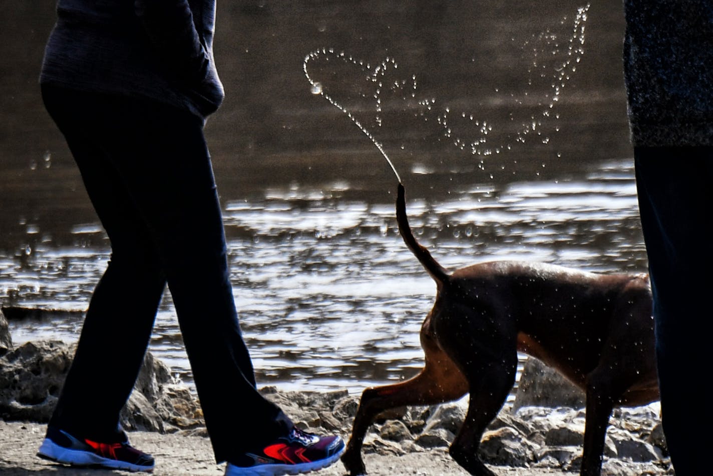 Dogs played by the water in Hidden Falls Regional Park, St. Paul.