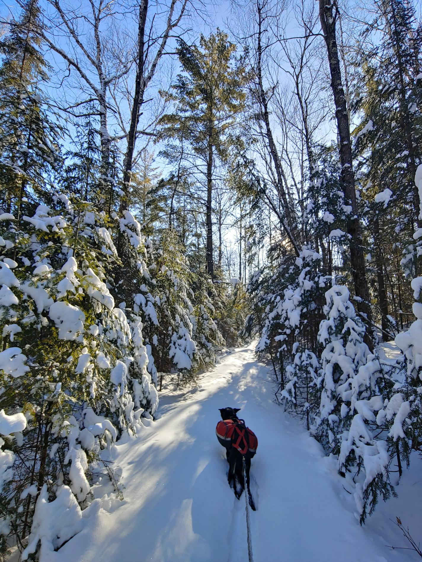 Diggins, Emily Ford's sled dog-on-loan, leads the way.