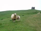 Sheep gaze and graze on a hill crowned by an ancient chapel in Abbotsbury, England.