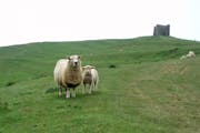 Sheep gaze and graze on a hill crowned by an ancient chapel in Abbotsbury, England.