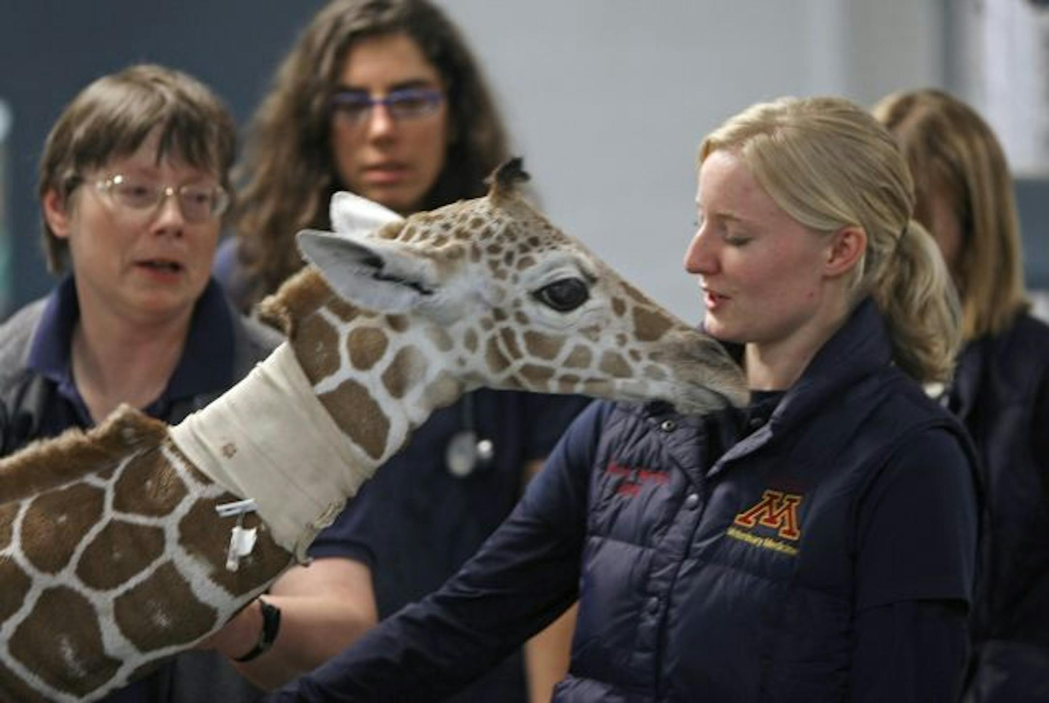 From left, University of Minnesota Large Animal Hospital staff doctors Micky Trent, Stacy Tinkler, and Sara Wefel gave a an eight day old male baby giraffe a walk at the facility.