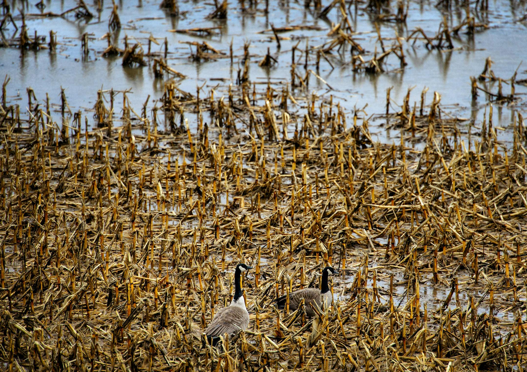 Cana Geese looked for food in a soggy farm field in southern Inver Grove Heights. ] Monday, April 28, 2014 GLEN STUBBE * gstubbe@startribune.com
