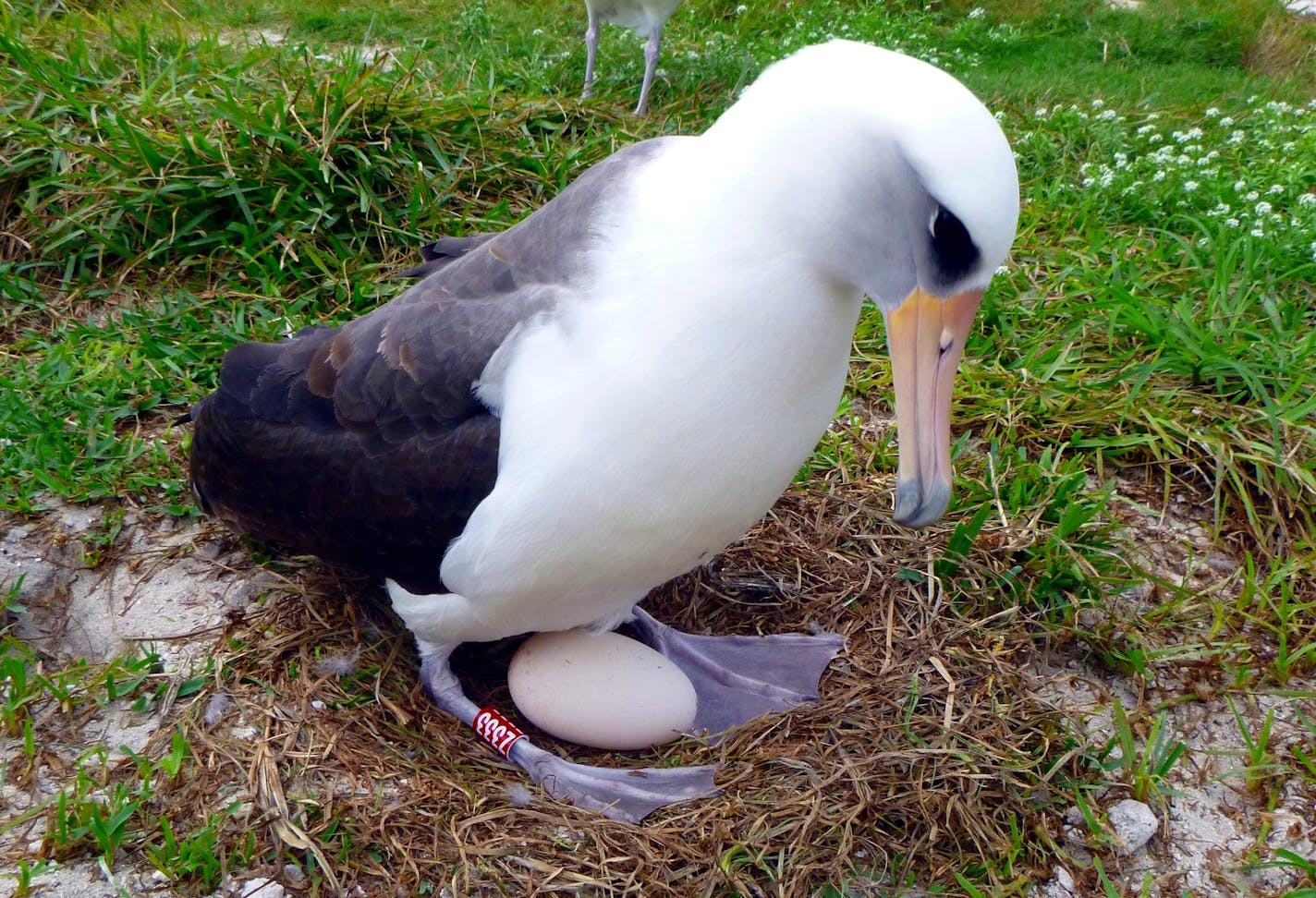 An albatross named Wisdom, the world&#x2019;s oldest known seabird, tended an egg she laid. Last year, at age 69, she successfully raised another chick.