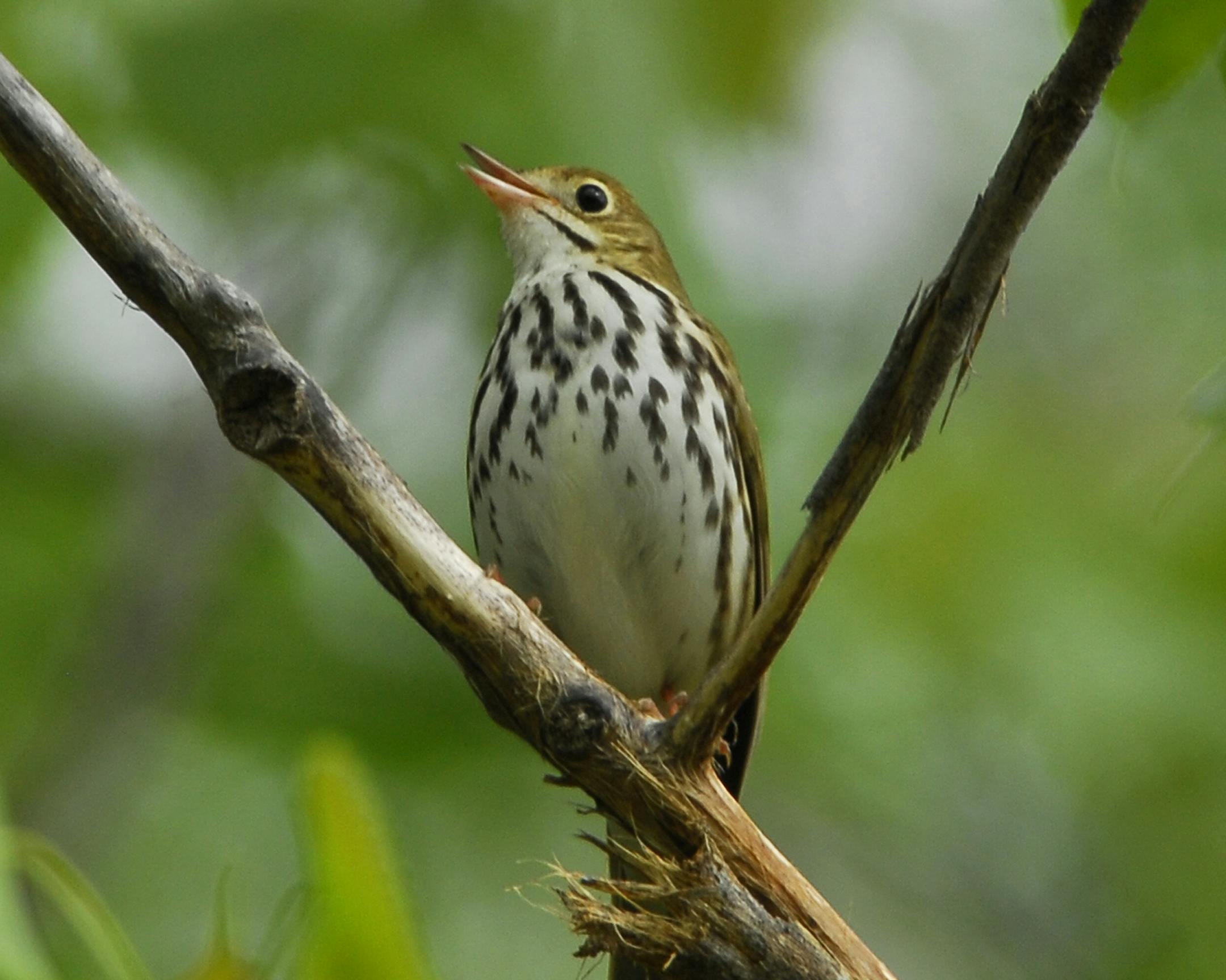 credit: Jim Williams Special to the Star Tribune Ovenbirds are among the species more likely to fly into windows.