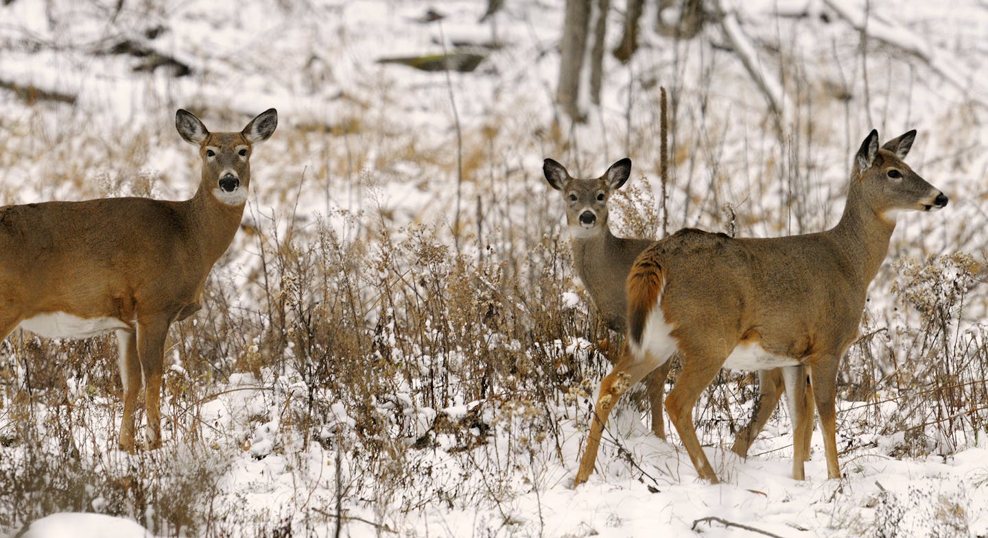 Minnesota's whitetail herd should continue to grow in size, given the relatively mild winter the state has experieced so far, assuming inordinate cold and snow don't befall the state in the remainder of February and in March.