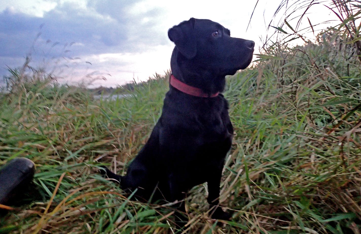 Del, a black Labrador, keep an eye peeled early Saturday morning for incoming ducks.