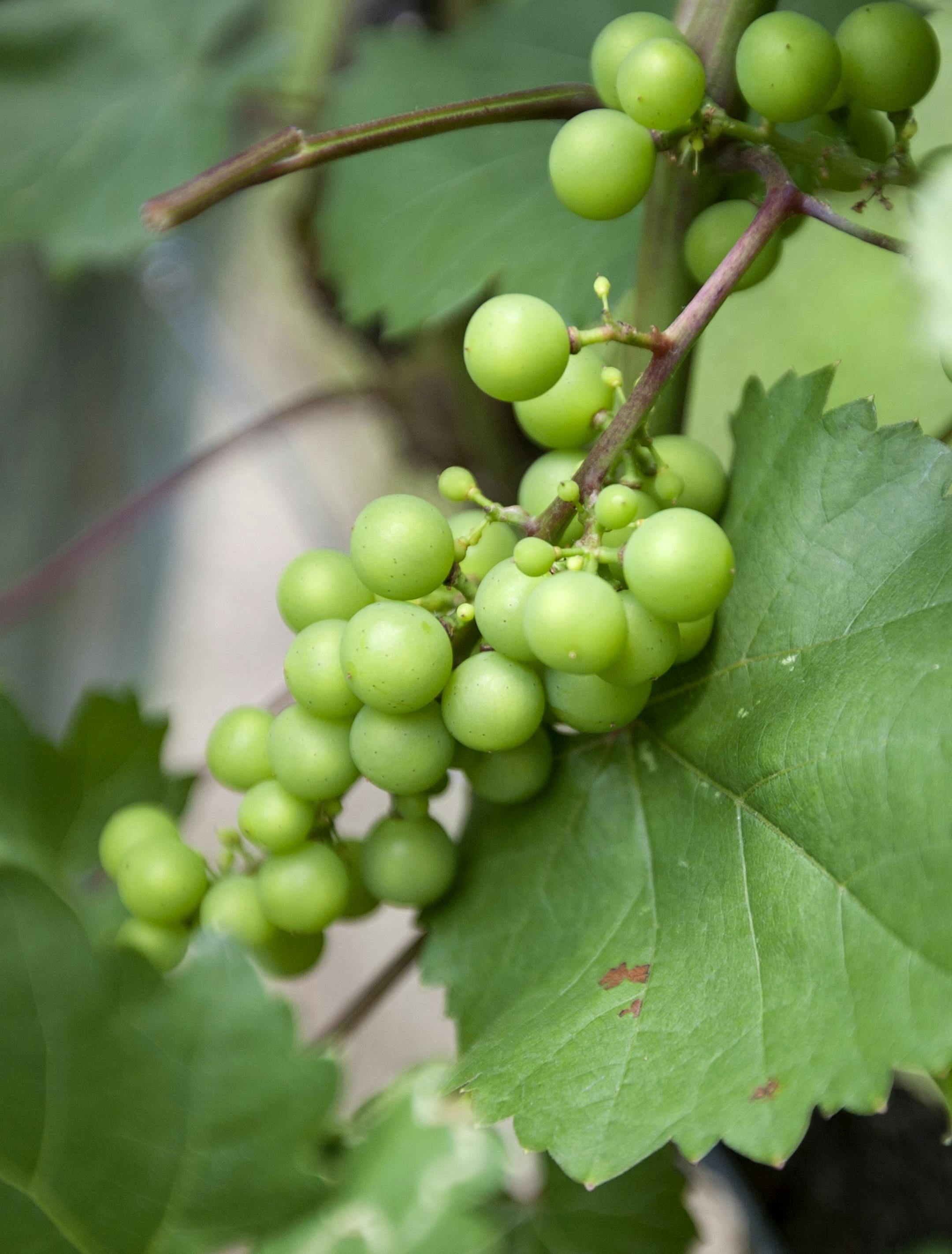 Although the harsh winter has somewhat reduced Marquette grape production, the vines are healthy and doing well at St. Croix Vineyards in Stillwater. Other state vineyards were not quite so fortunate.