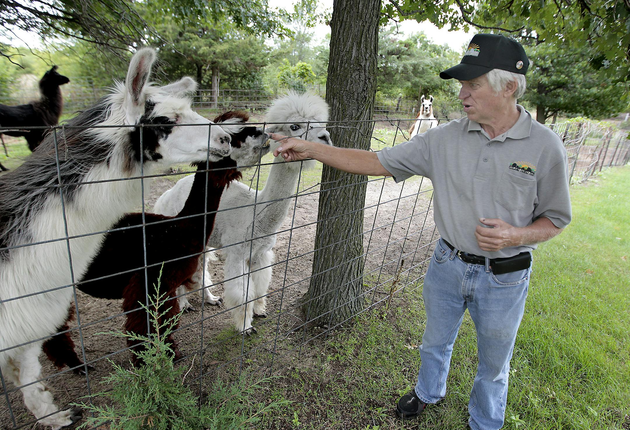 School bus driver Don Eveland greeted his lamas at his Andover, MN farm, Thursday, August 4, 2014. ] (ELIZABETH FLORES/STAR TRIBUNE) ELIZABETH FLORES &#x2022; eflores@startribune.com