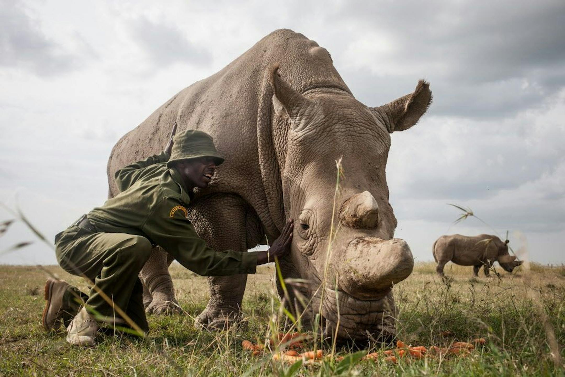 Mohammed Doyo, head caretaker, caresses Najin, a northern white rhino female. Just one elderly male remains.