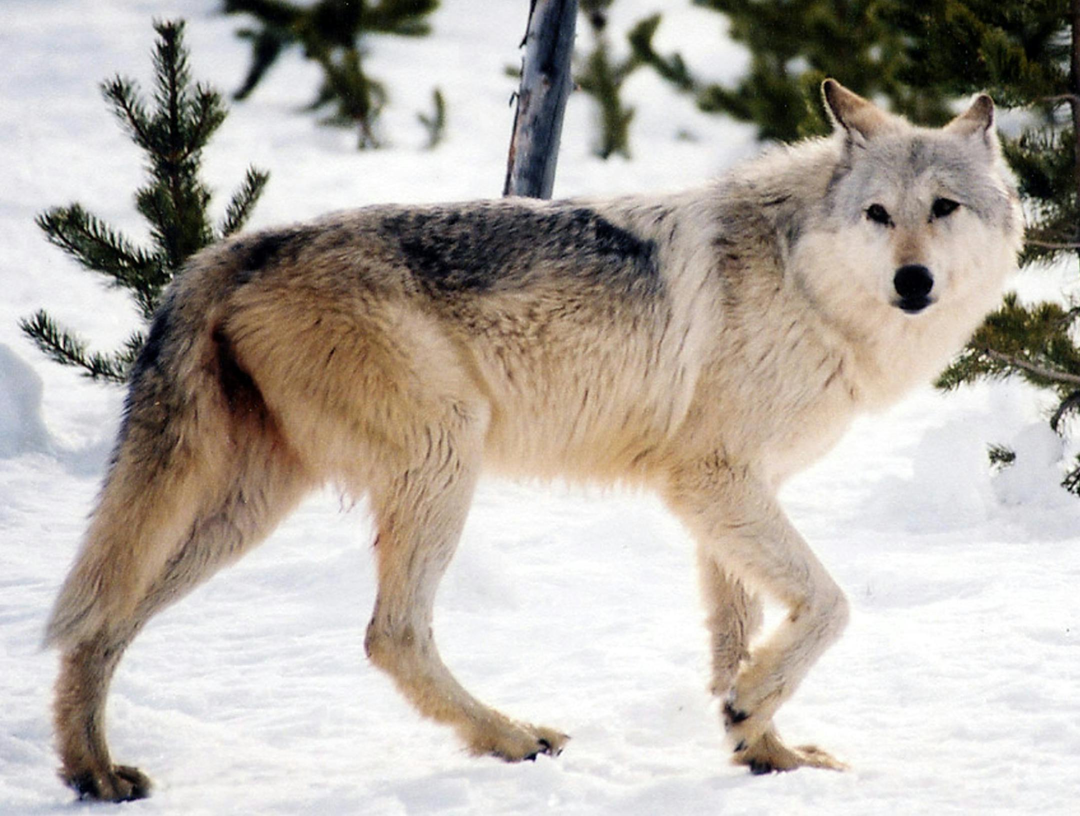 This image provided by Yellowstone National Park, Mont., shows a gray wolf in the wild. Hunters will be able to shoot as many as 220 gray wolves in Montana this fall under rules adopted Thursday July 14, 2011 by state wildlife commissioners. (AP Photo/National Park Service, MacNeil Lyons) ORG XMIT: MIN2012101511201038