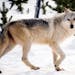 This image provided by Yellowstone National Park, Mont., shows a gray wolf in the wild. Hunters will be able to shoot as many as 220 gray wolves in Mo