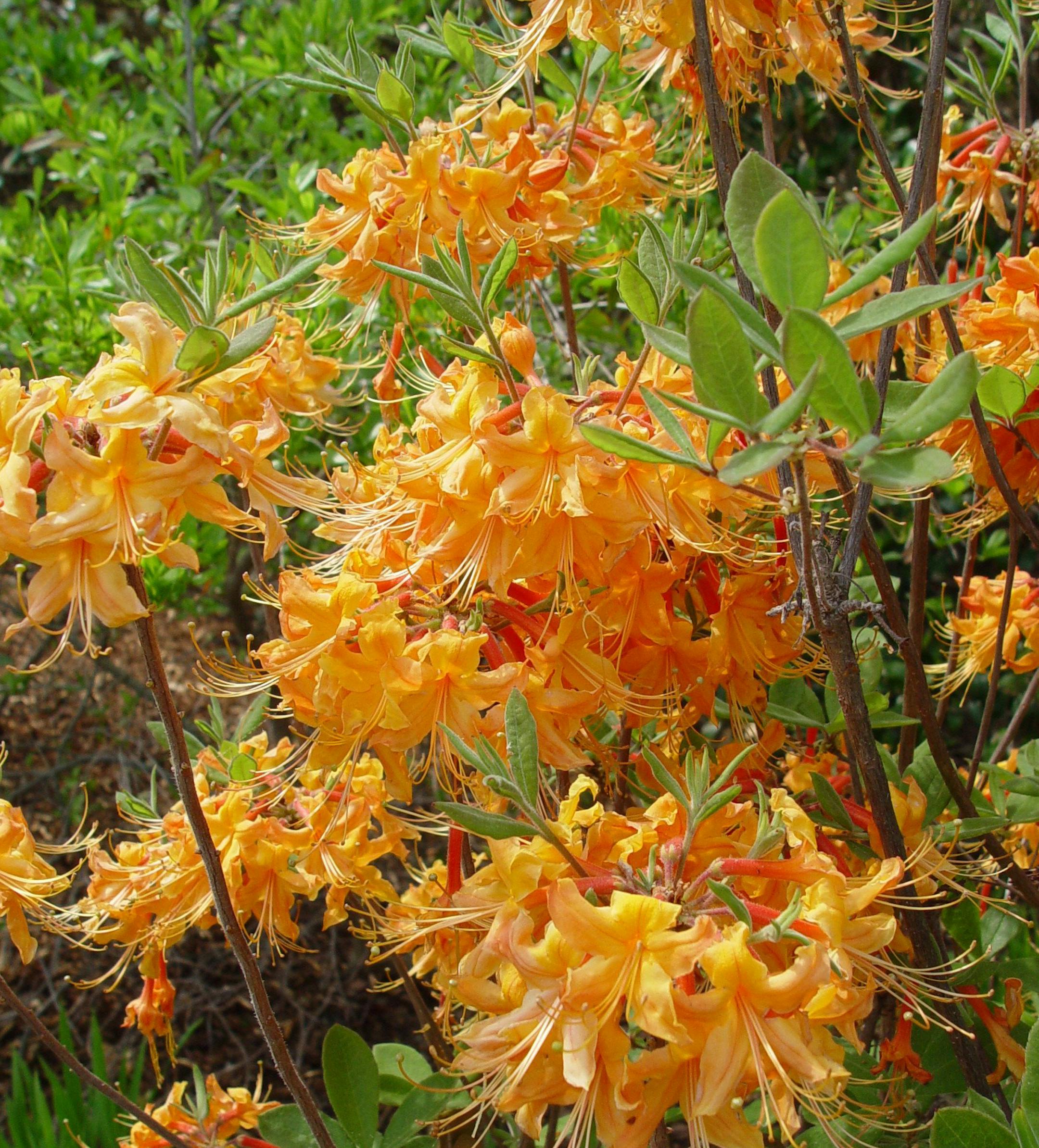 Certain garden plants such as azaleas, rhododendron, heather, magnolia prefer acidic soils. (Maureen Gilmer/MCT) ORG XMIT: 1149291