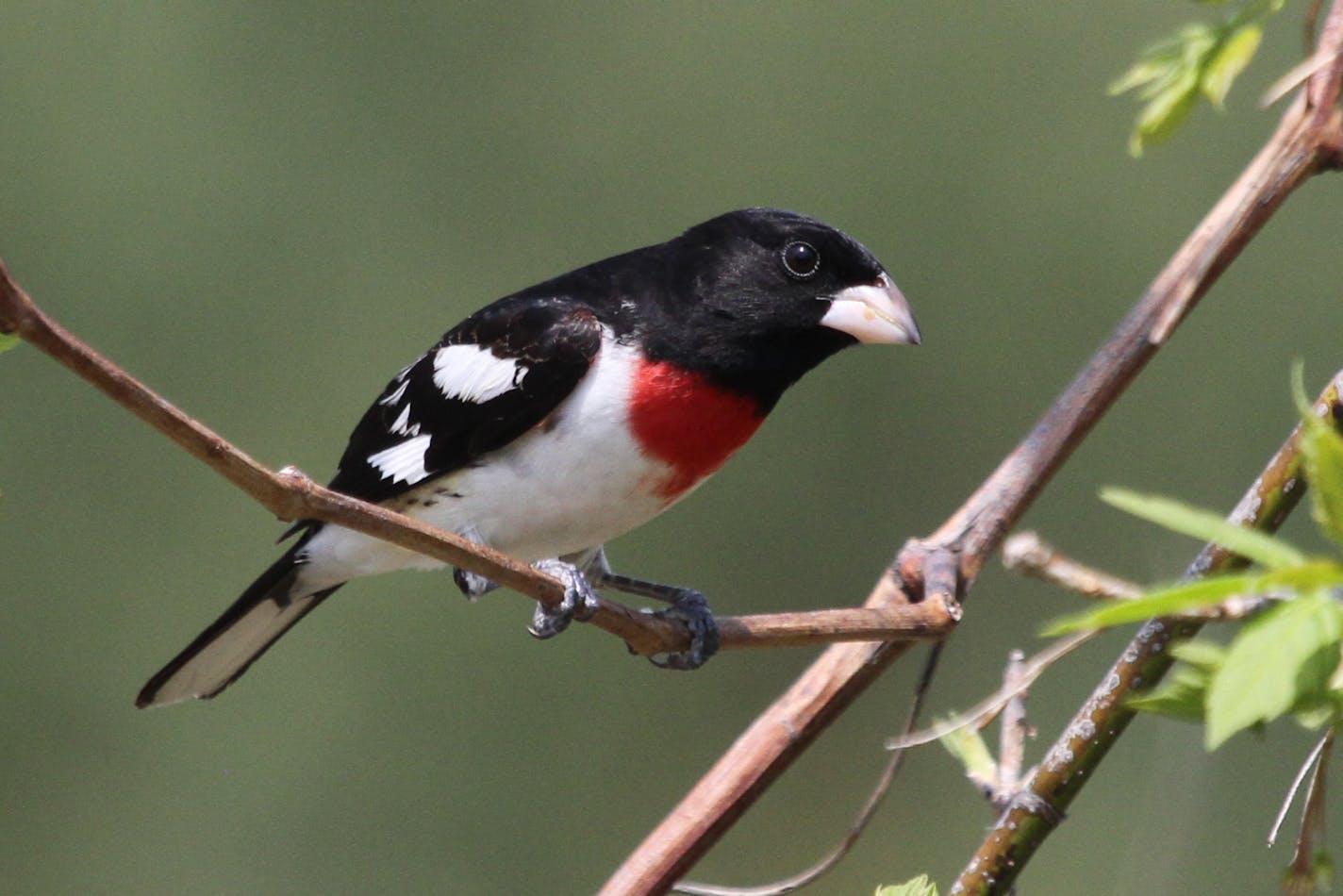 Male rose-breasted grosbeaks can be tough to spot as they skulk among tree leaves.
credit: Don Severson