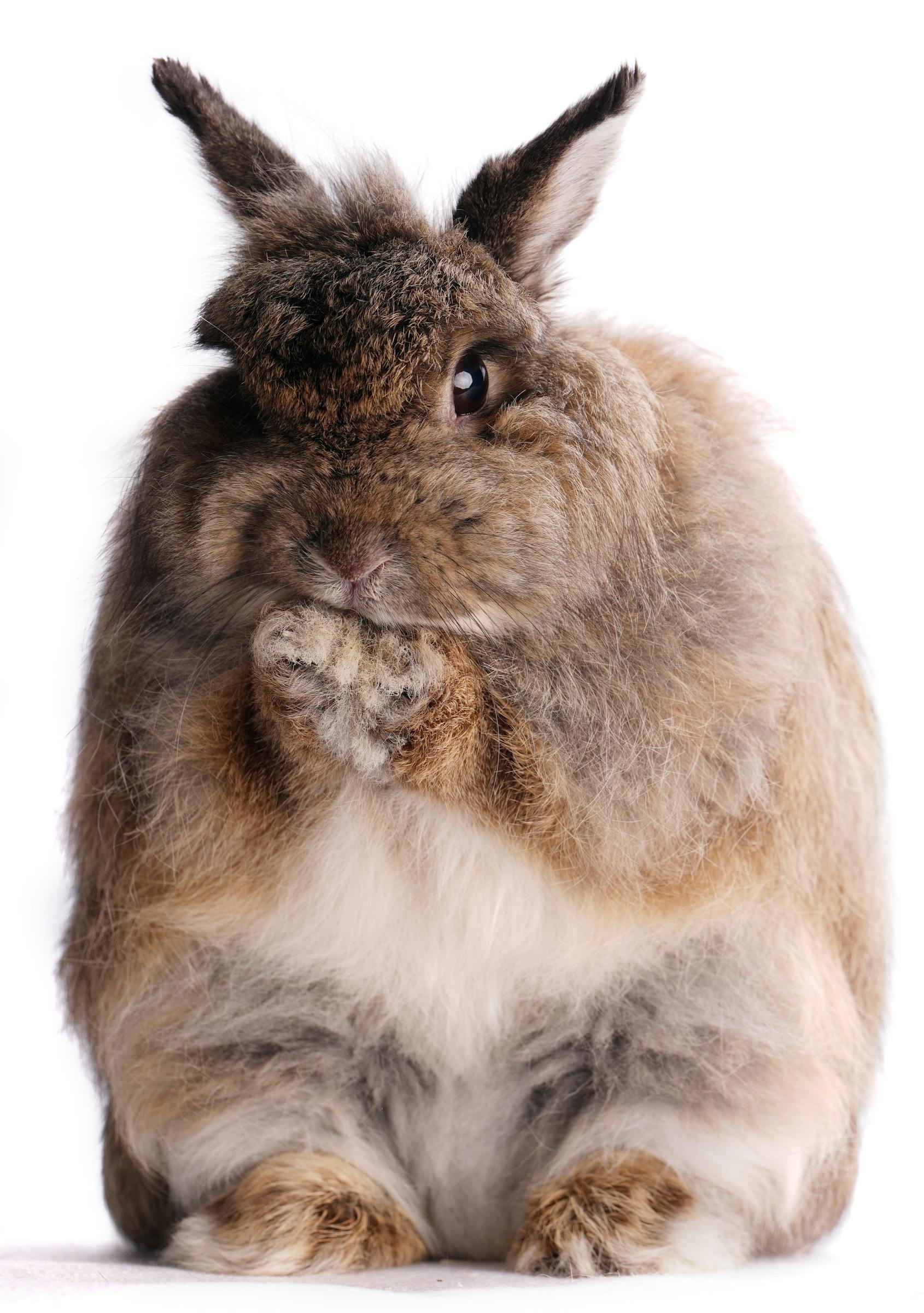 Portraits of Minnesota State Fair rabbits