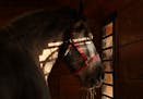 Max, one of the Ames Percherons, peered out the window as he ate hay in his stall after a morning walk.