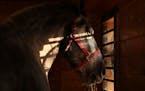 Max, one of the Ames Percherons, peered out the window as he ate hay in his stall after a morning walk.