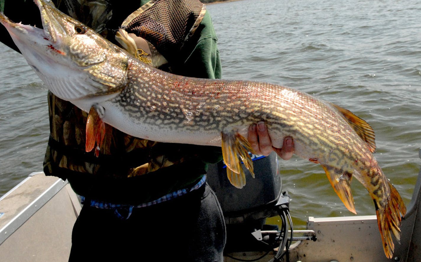 Monster northern pike aren't available in every Minnesota lake. But you can still find them. Upper Red Lake, Winnibigoshish, Cass and Lake of the Woods are among waters were big northerns still swim.